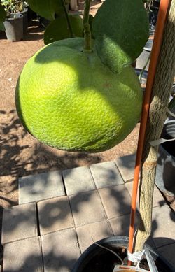 Oro Blanco Grapefruit Tree 4 1/2 The Tall $60!Each Price Firm
