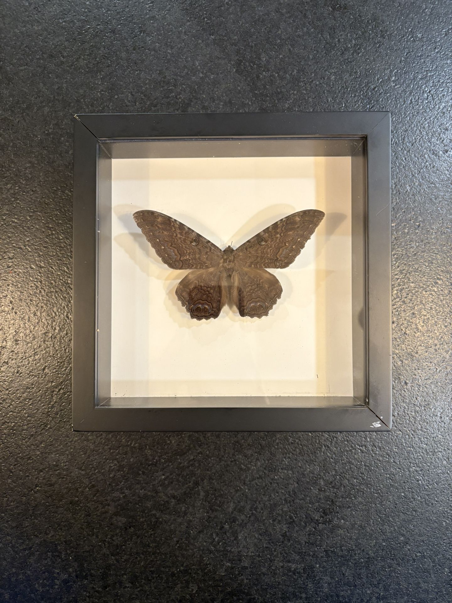 Framed Taxidermy Butterflies & Moths