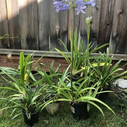 Agapanthus 