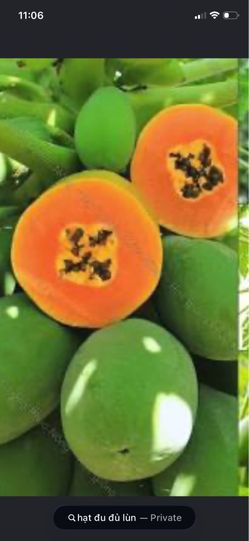 Papaya tree
