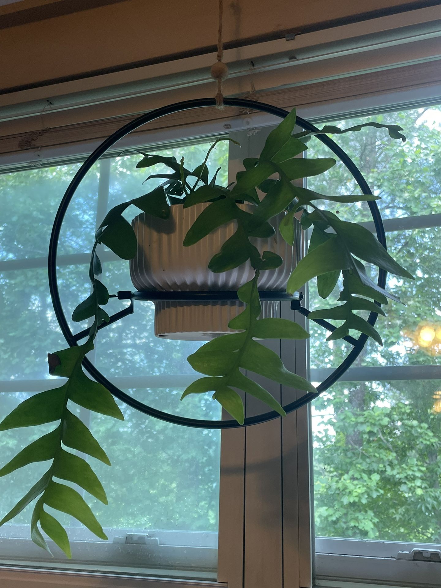 Sculptural Hanging Planter | Contemporary | Architectural | Round Iron Black Plant Hanger