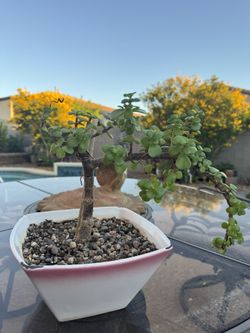 Healthy Bonsai Type Elephant Tree In A Nice Ceramic Pot !