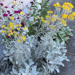 Dusty Miller Perennial Plant With Beautiful Foliage. 