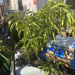 Fruit Plants Spring Ready!