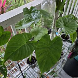 Alocasia Odora Night Scented Lily 