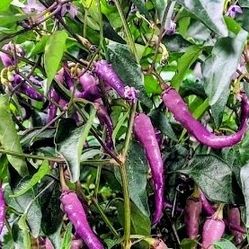 Rare Organic Buena Mulata Pepper Seeds And Preorder Plants! 2026 SEASON EARLY RELEASE!