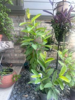 Red Guava plants (guayaba roja)