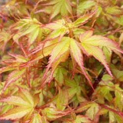 Japanese maples Trees For Sale 
