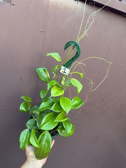 6” Hoya Quinquenervia