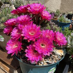 Cactus And Succulent  