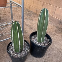 Mexican Fence Post Cactus