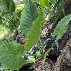 Alocasia Odora