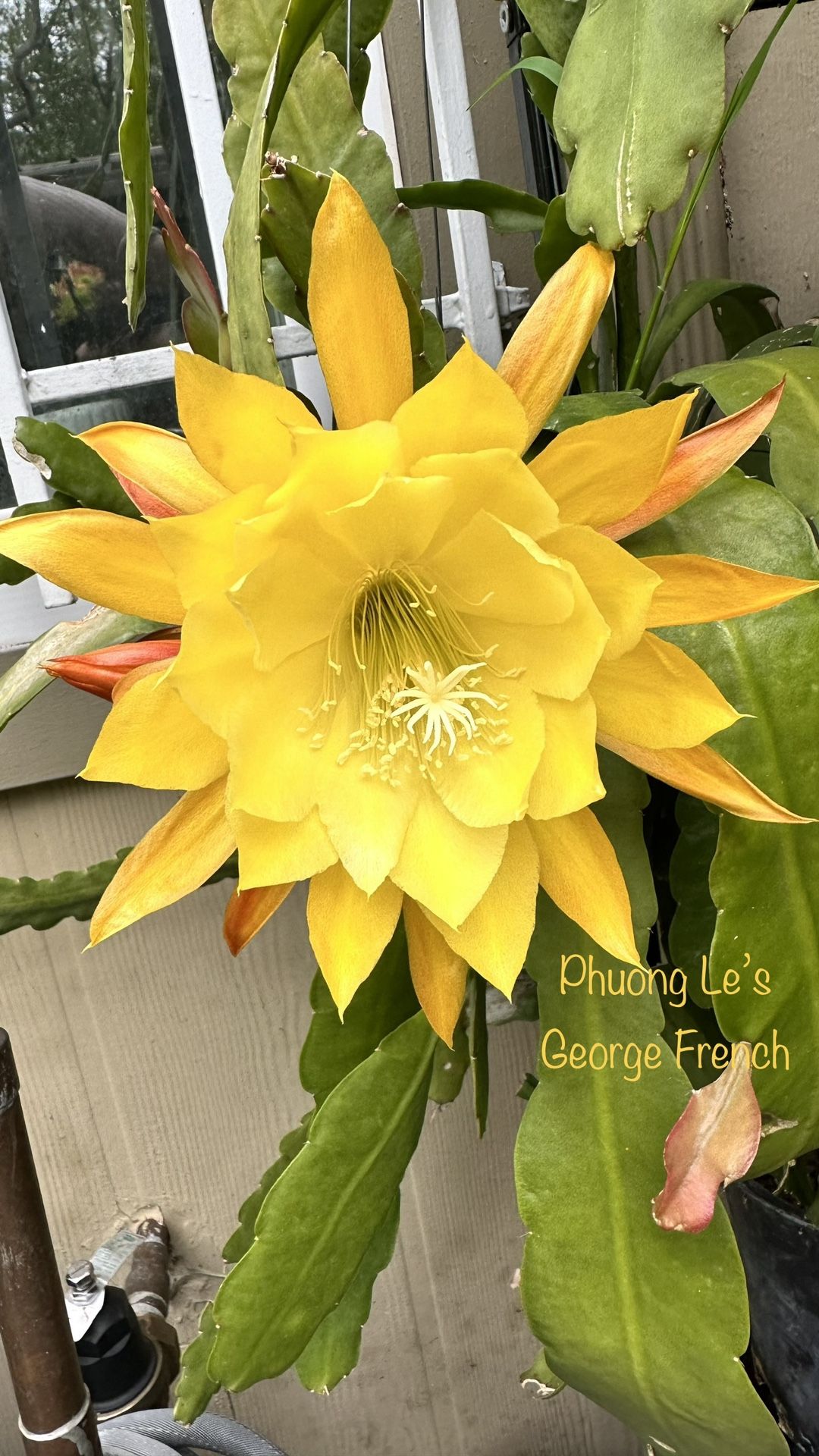 Epiphyllum Orchid Cactus “George French” 8inch Cutting