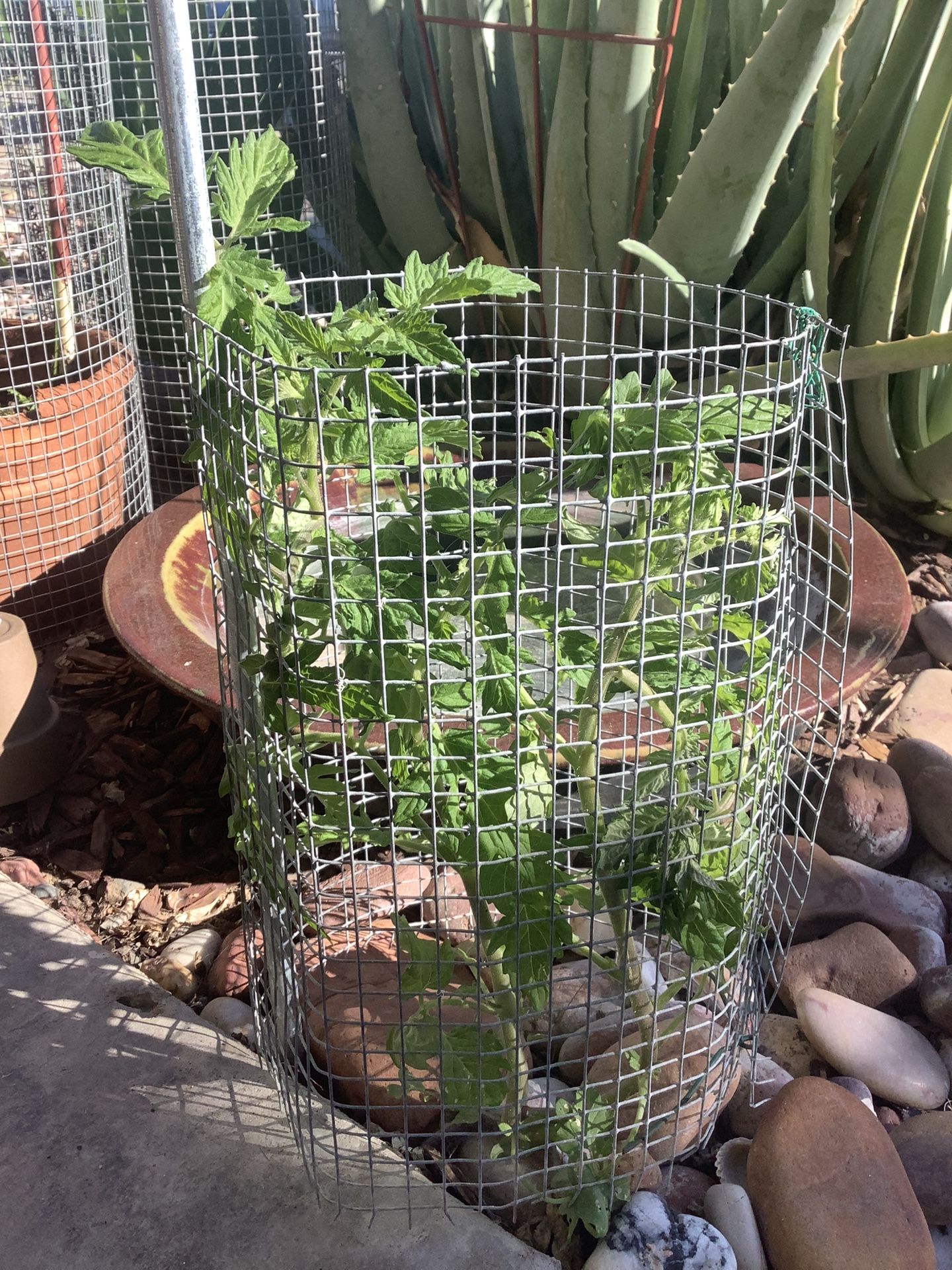 Tomato. Plant ( Cherry). Super Sweet 100 Garden.