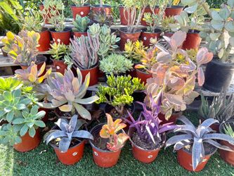 Variety of Succulents plants