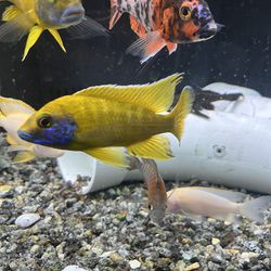 Aquarium Fish Tank Decorations