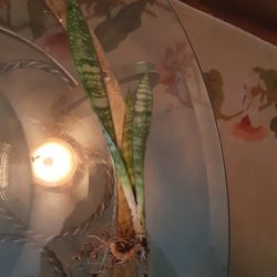 Snake Plant