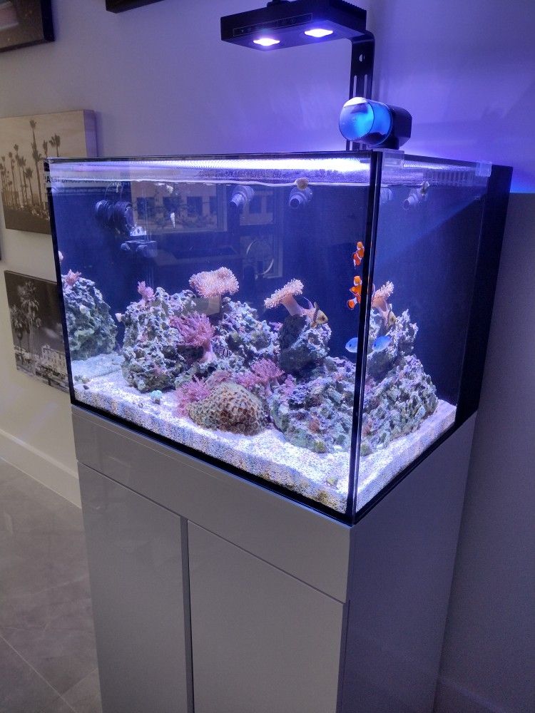 Rimless Jbj 45 Gallon Salt Water Aquarium