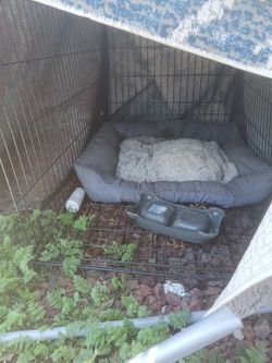 Big Dog Cage