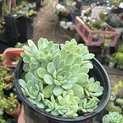 Succulent 1 Gallon Pot 