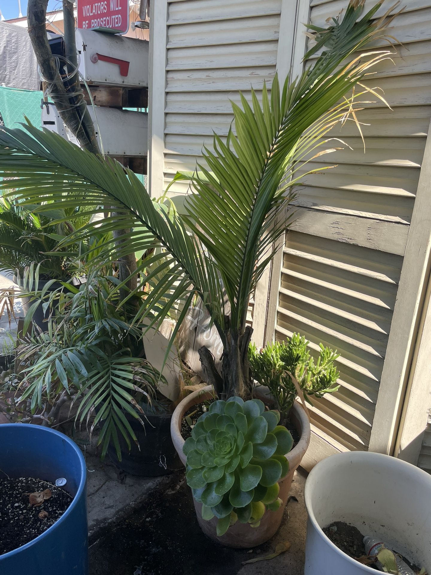 BEAUTIFUL BIG MAJESTY PALM WITH 3 SUCULENTS Plants