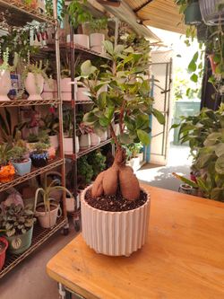 Ginseng Ficus Bonsai Tree
