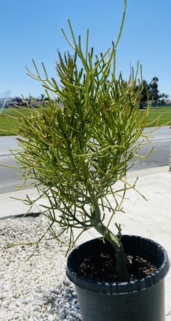 Succulent Fire Stick