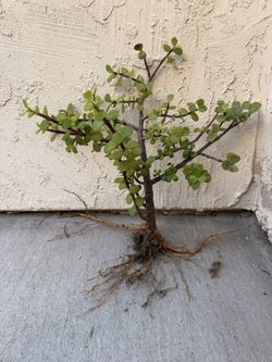 Portulacaria Afra 15" tall– Elephant Bush, Jade 