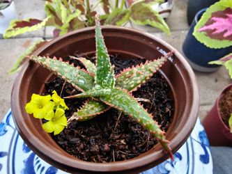 Aloe ' Christmas Carol '
