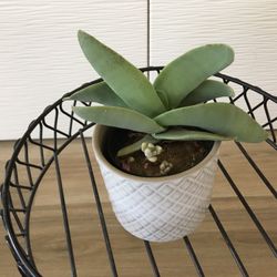 Airplane Succulent With Ceramic Pot
