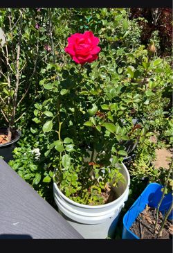 Pink rose bush