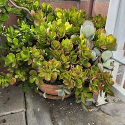 Beautiful Plant