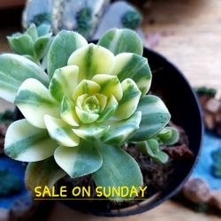 SUCCULENT SALE TODAY (SUNDAY) FROM 1PM TO 530PM IN SAN LORENZO