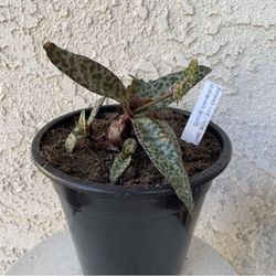 1.5 Gallon Pot Outdoor or Indoor Plant - Rare Leopard Plant Lily- Ledebouria Socialis - Silver Squill - Rooted & Established - Drought Resistant 🪴