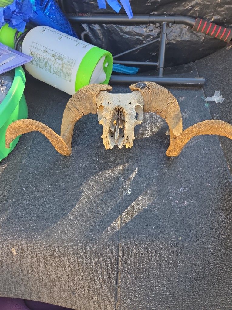 Real Ram Skull