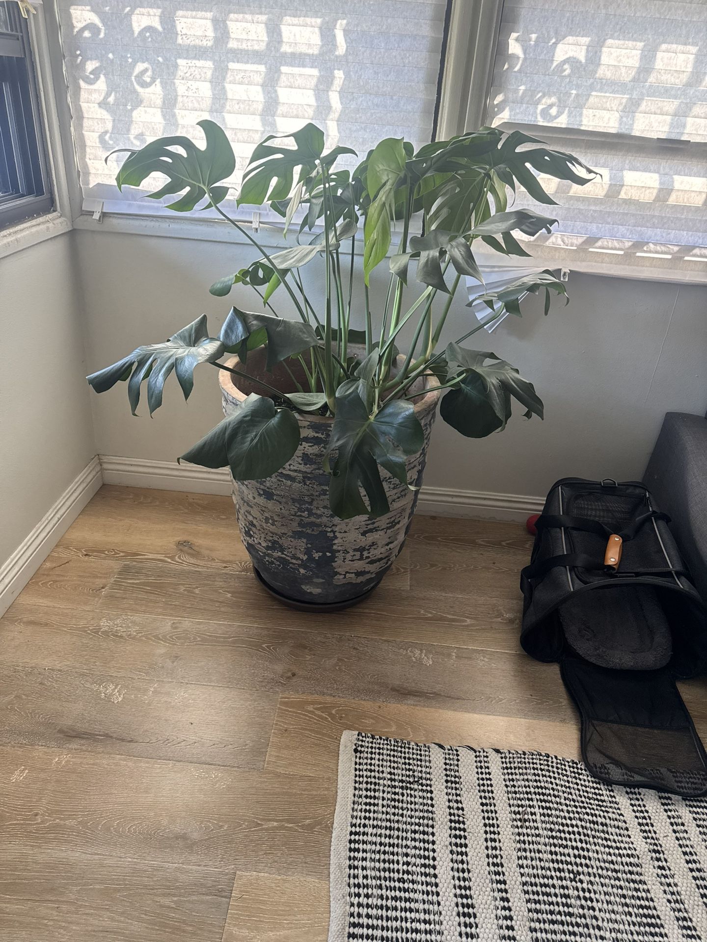 Beautiful Plant Needs A New Home-MOVING