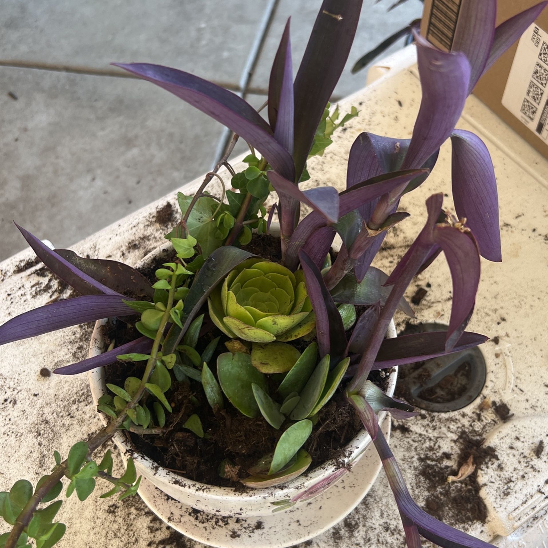 Succulents Plants