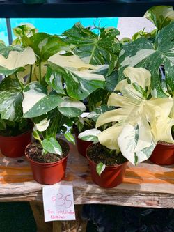 Plants Sale🌿6”pot Thai con Monstera $35 each