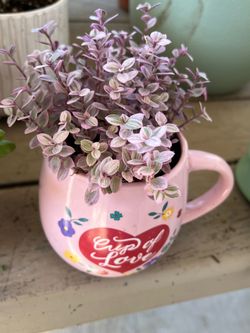 Callicia Pink Plant &8