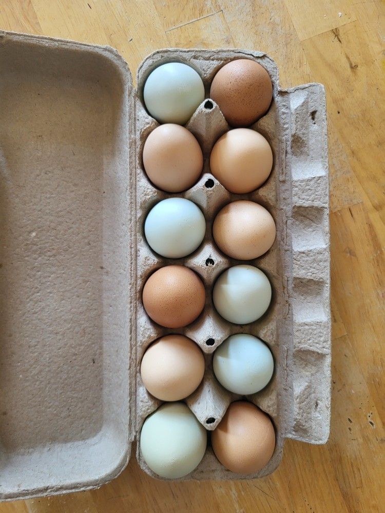 🥚 Fresh Organic Eggs for Sale! 🥚