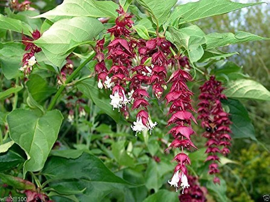 Himalayan Honeysuckle Perennial Plants