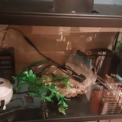 Fish Tank Aquarium Setups