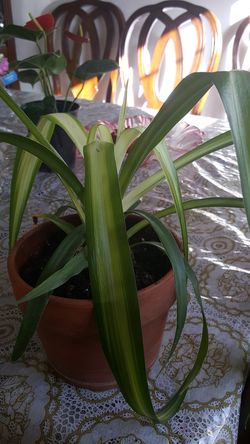 chlorophytum perennial planting