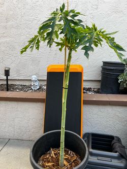 Lady Red Papaya