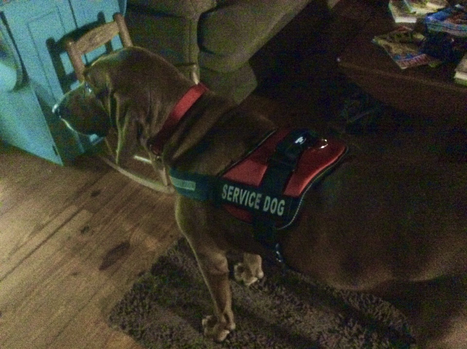 Service Dog Vest Harness