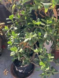 Plants Jade In Large Pots 