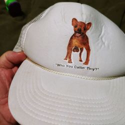 Tiny Dog With Huge Ball Hat