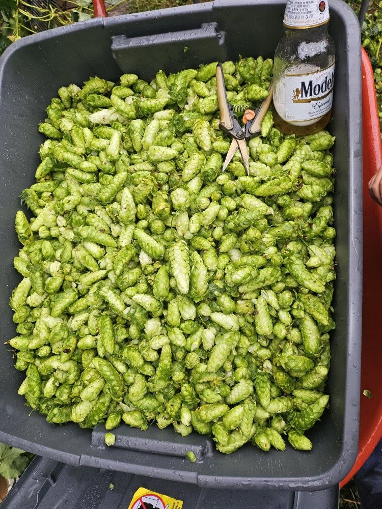 Fresh Cascade Hops
