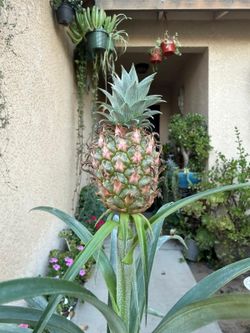 Bromeliad PINEAPPLE Plant $32