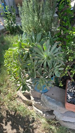 Plant